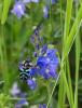 263891 – Photo : Christine Guerry – France (38)